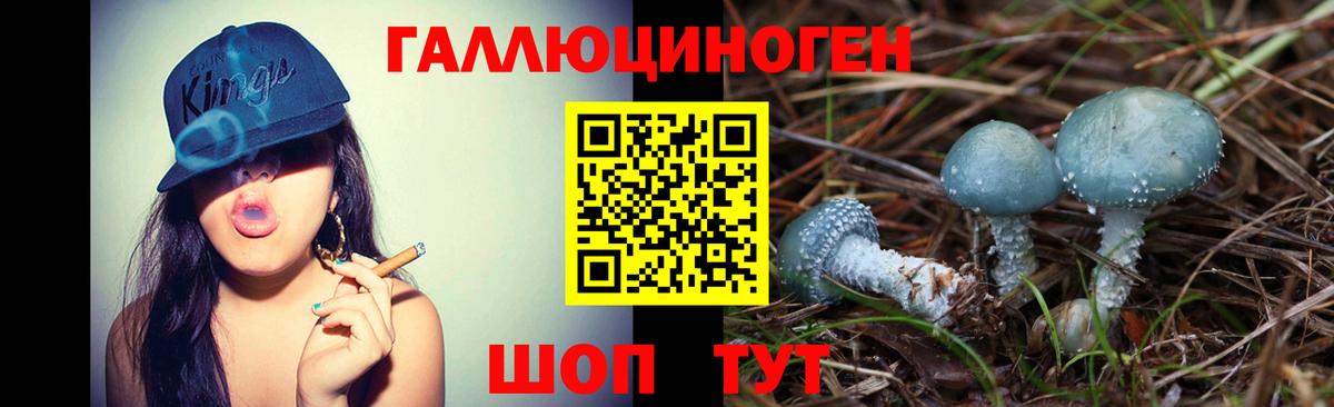 Псилоцибиновые грибы Psilocybe Майкоп